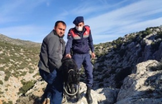 Dağda 72 saat mahsur kalan keçileri jandarma kurtardı