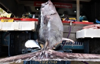 Dev orkinos görenleri hayretler içinde bıraktı