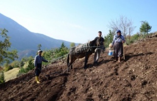 Engebeli tarlalar, binlerce yıllık gelenekle sürülüyor