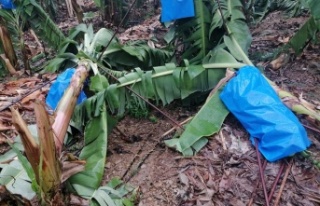 Fırtına Alanya'daki muz üreticilerini de vurdu