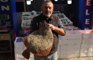 Kalkan balığı altınla yarışıyor: Kilosu 250...