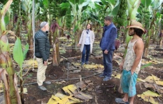 Konyaaltı’nda kurulan ilk muz serasında üretim...