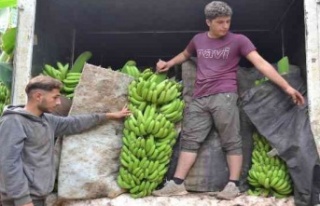 Kuaförlük kazancıyla yaptırdığı muz serasından...