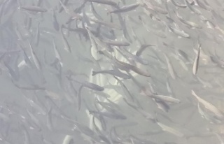 Manavgat Irmağı üzerindeki balık çiftliğinde...