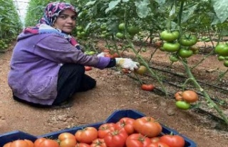 Seralarda domates hasadı başladı