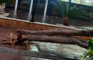 Şiddetli fırtına ağaçları kökünden söktü