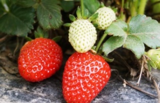 Türkiye’de 2020 yılında 179 bin 777 dekar alanda...