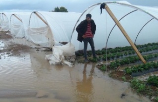 Yağmur çilek seralarını sular içinde bıraktı