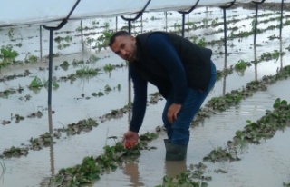 Yağmurla gelen sel, 55 dekar çilek serasını göle...