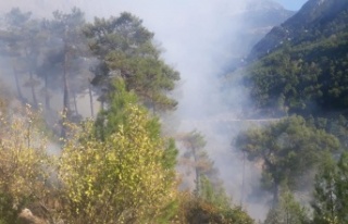 Yanan orman arazilerine fidan dikilirken, başka bir...