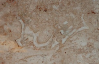 195 milyon yıllık mermerde ‘Bismillah’ yazısı