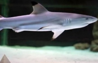 Alanya'da akvaryumda bulunan köpek balığı...