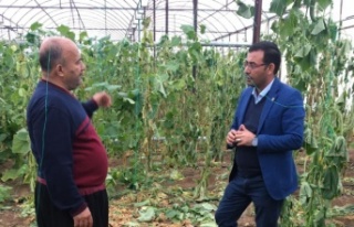 Alanyalı üreticilere önemli uyarı