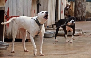 Antalya Sokak Hayvanları Bakımevi 100’e yakın...