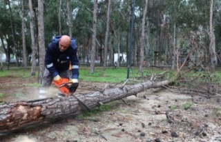 Beach Park’ta tehlike oluşturan ağaçlara önlem