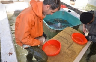 Bebek gibi bakılıyor tek tek el masajıyla yumurtaları...