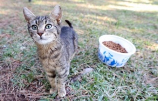 Büyükşehir’den sokak hayvanlarına mama desteği