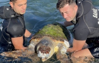 Devasa caretta caretta biranda yüzeye çıktı, öldüğü...