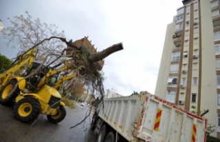 Devrilen 170 ağaca müdahale