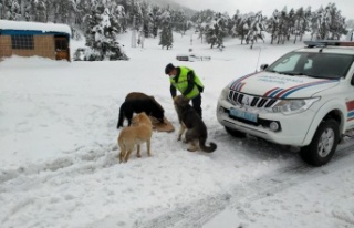 Kar yağışında etkilenen hayvanların yardımına...