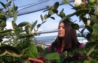 Kilosu 160 TL’den alıcı bulan yaban mersinlerini...