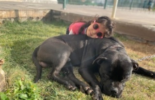 Küçük Asiye uyutuluyor