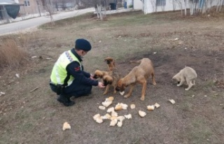 Ormana bırakılan sokak köpeklerine jandarma sahip...
