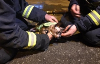 Suni teneffüs ve kalp masajıyla kediyi hayata döndüren...