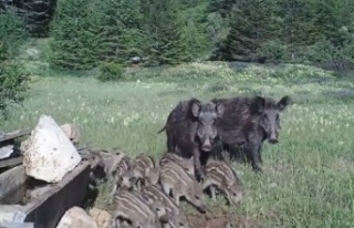 Yaban hayatı fotokapana yansıdı