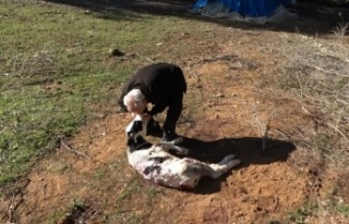 Aç kalan sokak köpekleri 5 günlük buzağıyı...