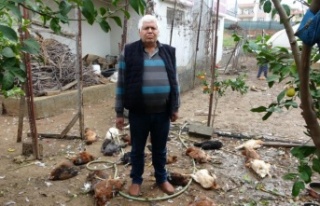 Aç kalan sokak köpekleri kümese saldırdı, 80'e...