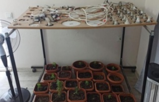 Alanya'da evinde uyuşturucu madde yetiştirip...