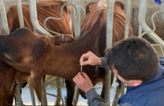 Alanya'da başvuru yapan üreticiler için ilk...