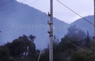 Alanya'da gaz kabusu! Vatandaşın gözü ve...