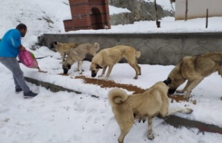 Alanya'da hayvanlar sahipsiz değil