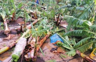 Alanya'da muz bahçesini fırtına vurdu