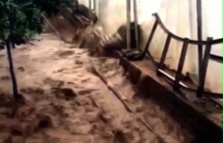 Alanya'da sağanak yağışın ardından seraları...