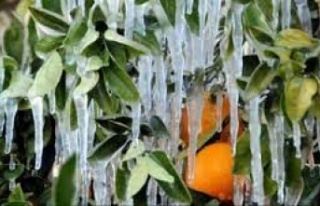 Alanya için 21'ine kadar don uyarısı