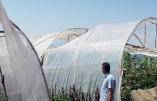 Alanya Ziraat Odası'ndan mağdur üreticiye...