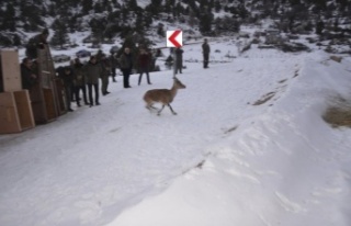 Antalya’da yakalanan 7 yaban keçisi, Karanlıkdere...