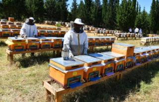 Arıcılığın geleceği Alanya’da konuşulacak