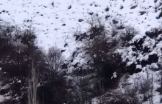 Avcı domuzun darbesi ile ölümden döndü