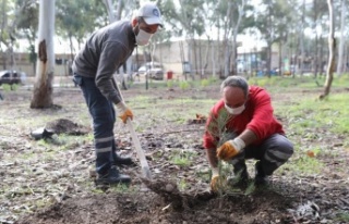 Beach Park’ta fırtınanın devirdiği ağaçların...