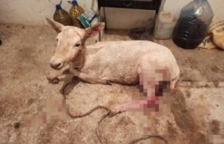 Çiftlikten kaçıp sokağa inen geyikler vatandaşları...