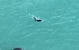 Falezlerde gördükleri Akdeniz fokuna ıslıkla seslendiler