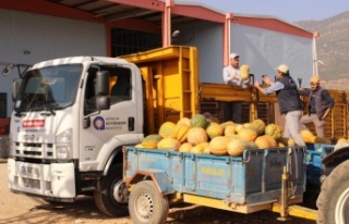 Faydalı böcek üretiminde yeni ürün: “Bal kabağı”