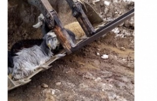 Gündoğmuş’taki kar yağışı hayvanları telef...