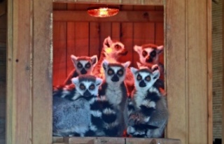 Karla tanışan Antalya Hayvanat Bahçesi'ndeki...