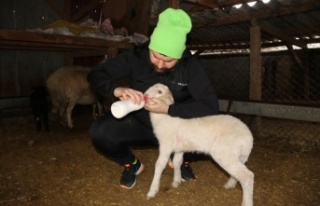 Köpeklerin telef ettiği koyunların öksüz kalan...