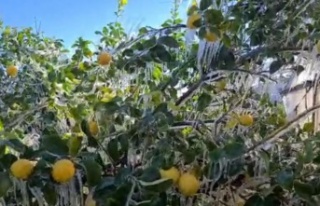 Limon ağaçları buz tuttu, sarkıtlar oluştu